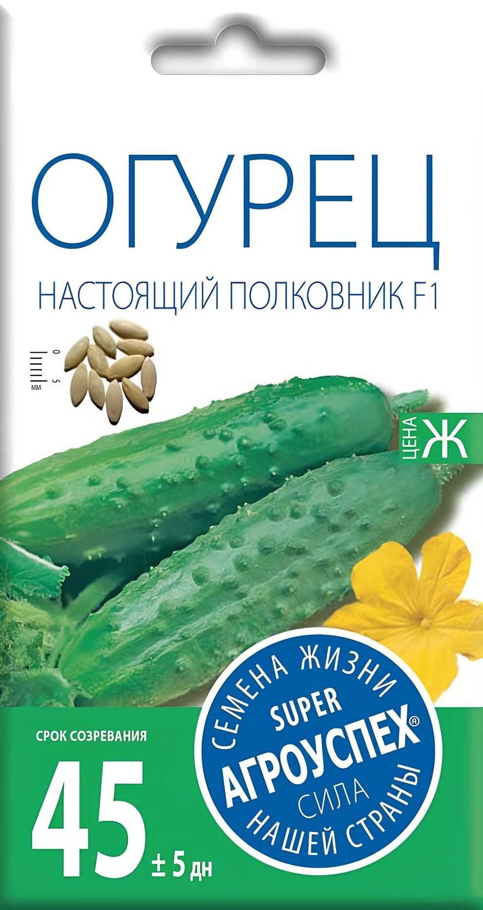 Огурцы настоящий. Огурец настоящий полковник. Семена огурцов полковник. Огурцы настоящий полковник описание сорта. Сорт огурцов настоящий полковник.