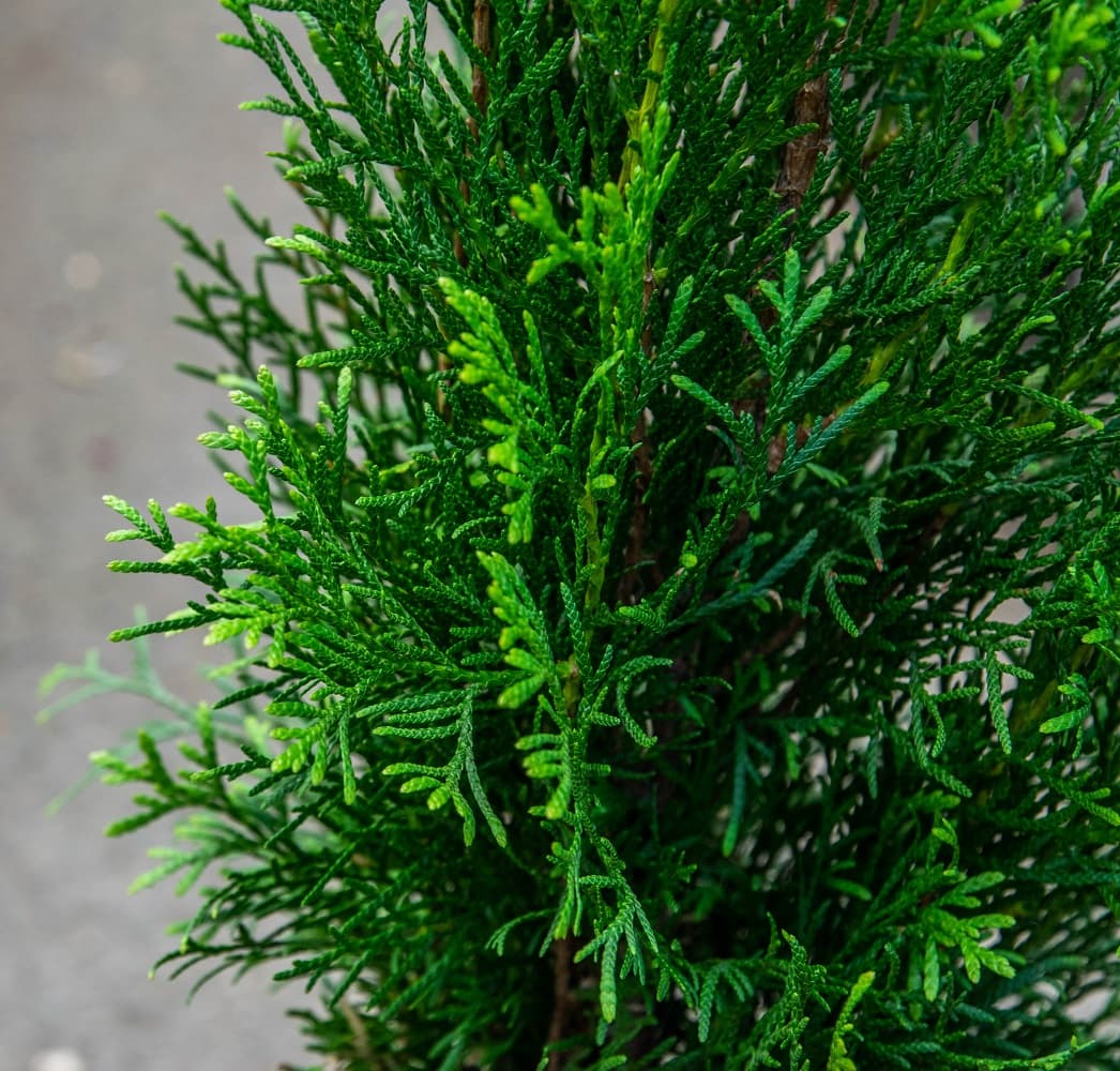 Саженец западной туи Смарагд/Thuja occidentalis Smaragd С3/40-50 — цена в  Волгодонске, купить в интернет-магазине, характеристики и отзывы, фото